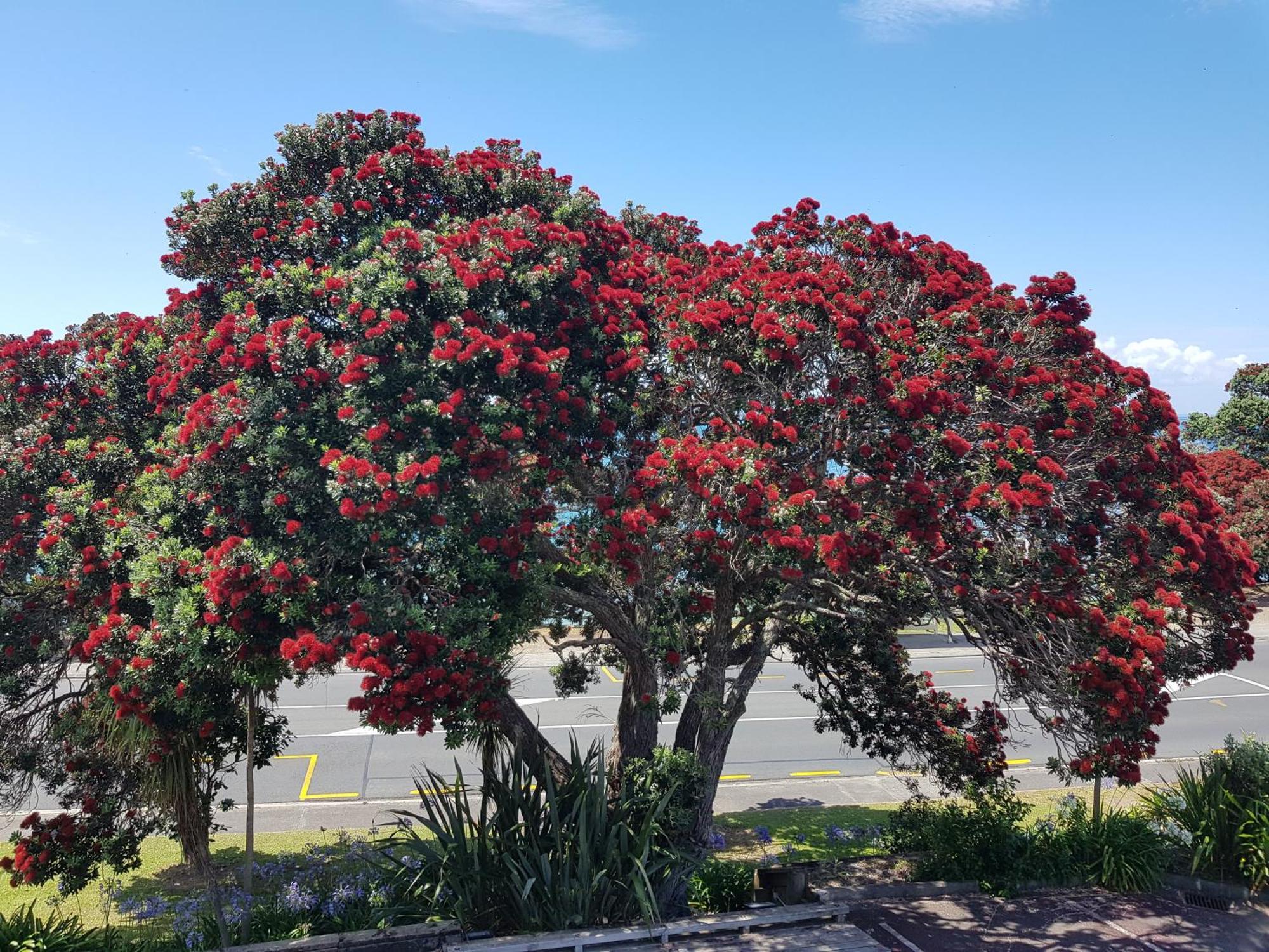 Whangaparaoa Lodge Екстер'єр фото